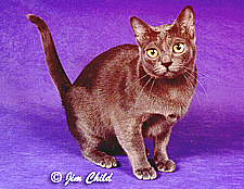 05_Mowl Sima Bohemian Rhapsody